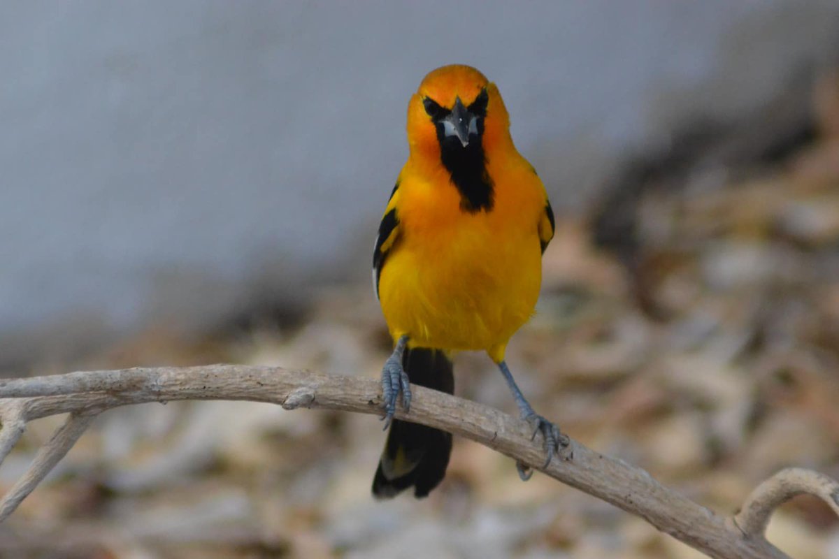 CONANP_mx's tweet photo. La #Calandria de dorso rayado (Icterus pustulatus) es una hermosa ave que puedes encontrar en la Reserva de la Biosfera #IslasMarías. 🐦💛
Se distingue por su color amarillo brillante y su dorso rayado. 🪶
Sin duda es una de las especies más carismáticas para un observador. 🏝️ https://t.co/3R4BwweBAo