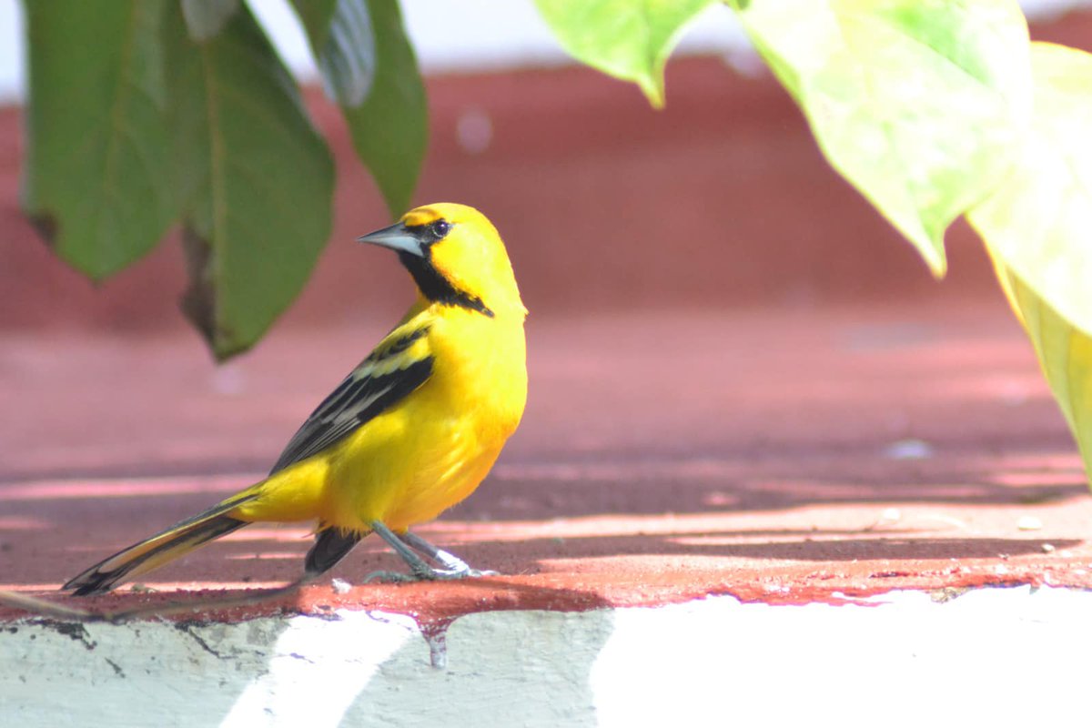 CONANP_mx's tweet photo. La #Calandria de dorso rayado (Icterus pustulatus) es una hermosa ave que puedes encontrar en la Reserva de la Biosfera #IslasMarías. 🐦💛
Se distingue por su color amarillo brillante y su dorso rayado. 🪶
Sin duda es una de las especies más carismáticas para un observador. 🏝️ https://t.co/3R4BwweBAo
