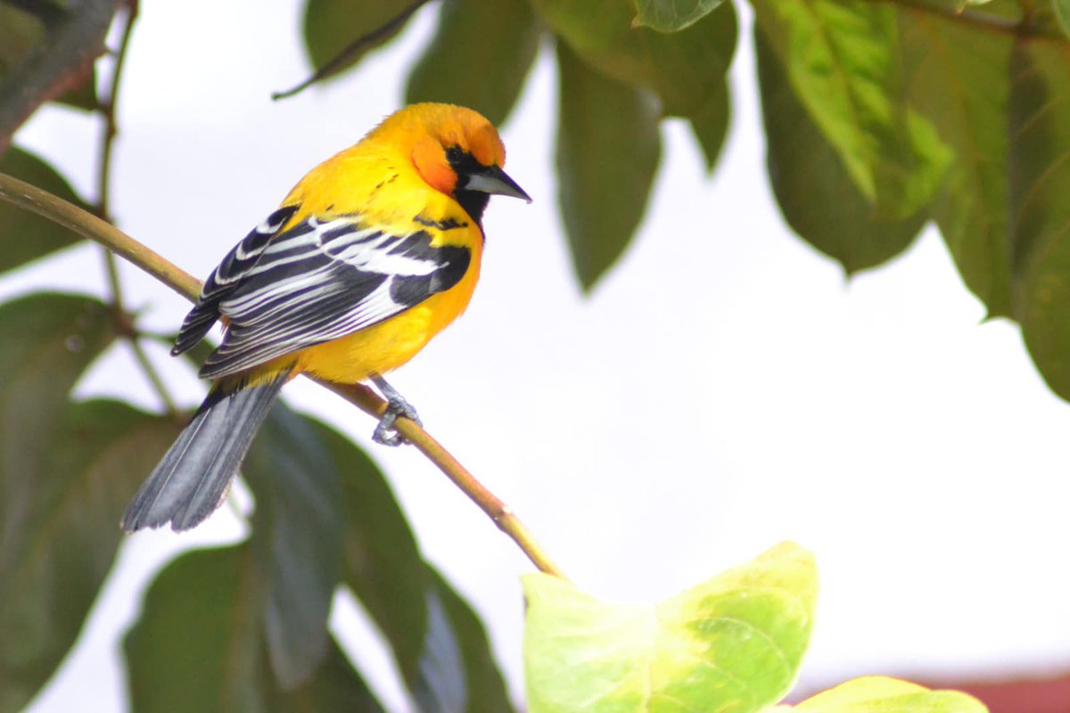 CONANP_mx's tweet photo. La #Calandria de dorso rayado (Icterus pustulatus) es una hermosa ave que puedes encontrar en la Reserva de la Biosfera #IslasMarías. 🐦💛
Se distingue por su color amarillo brillante y su dorso rayado. 🪶
Sin duda es una de las especies más carismáticas para un observador. 🏝️ https://t.co/3R4BwweBAo