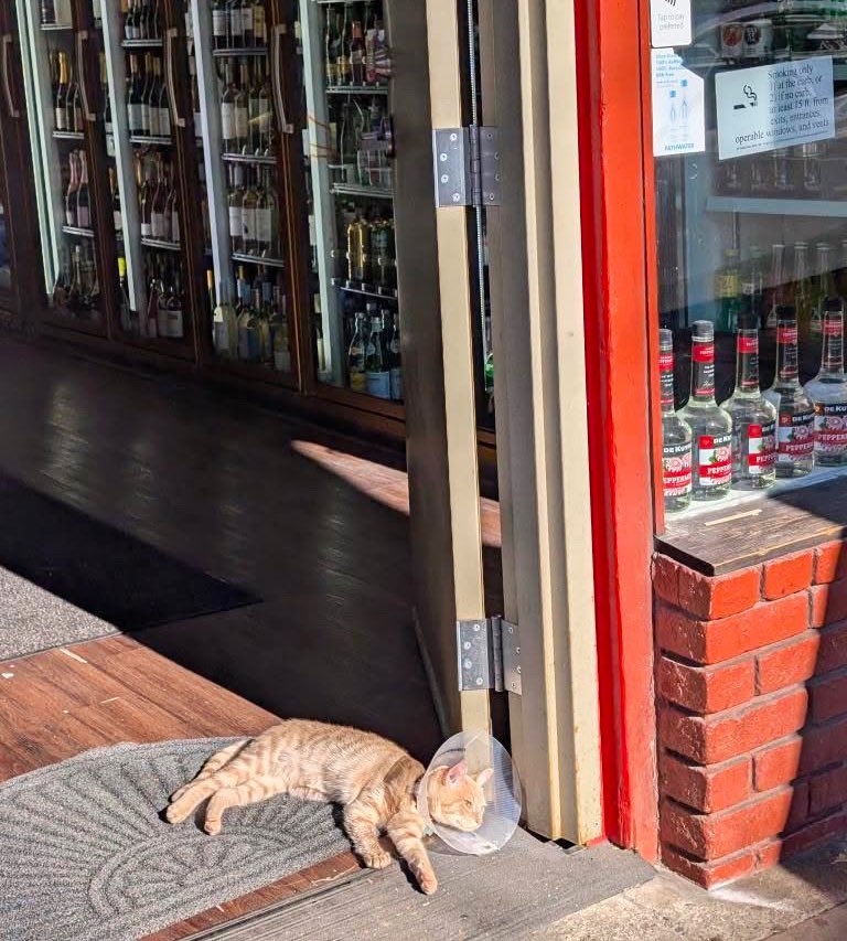 Bodega Cats (@bodegacats_) on Twitter photo 