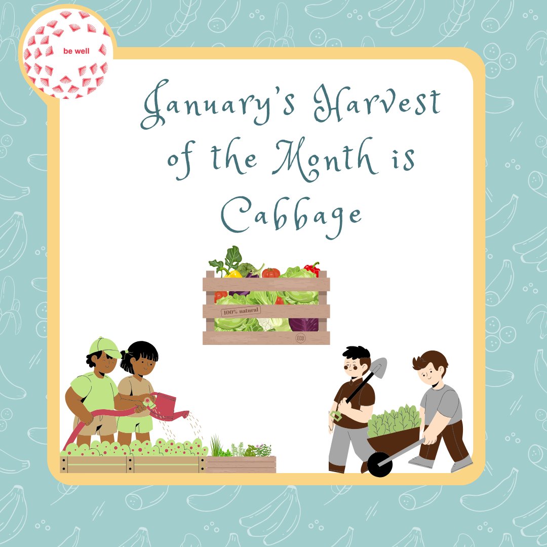 SFUSDBeWell's tweet photo. Welcome to the cabbage family! 🥬🥦
A plant relative of broccoli and kale, has a clean taste and crunchy texture. It has a mild tang, similar to radishes.Brassica vegetables contain Glucosinolates which help to fight cancer! 

#BeWell #WeAreSFUSD #HarvestoftheMonth #HOTM #Cabbage https://t.co/7PjGWgmOO7