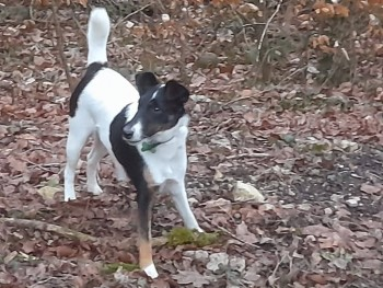 millypod1's tweet photo. 🆘11 JAN 2025 #Lost MOSS #ScanMe #Tagged
Tricolour Fox Terrier Female
Hanley Castle #Worcester #Worcestershire #WR8
https://t.co/dPlTvyPWrm https://t.co/eTU3nGkXKU