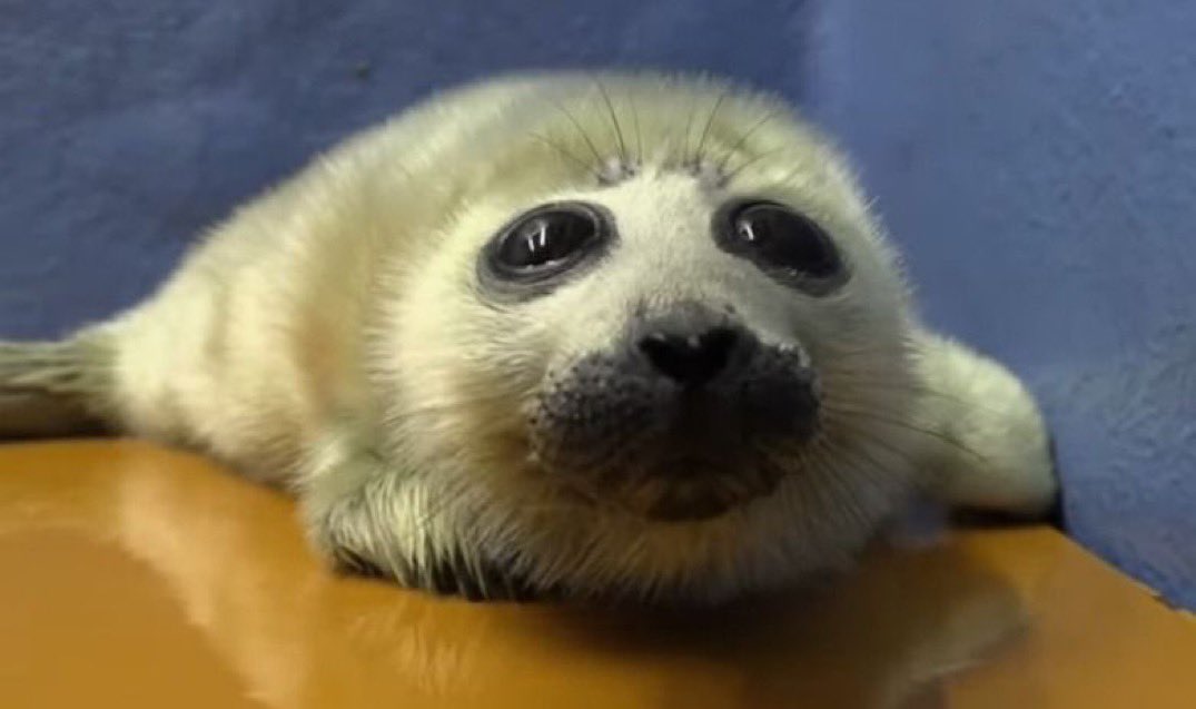 I think we should all eat cookies and milk and have fun I think