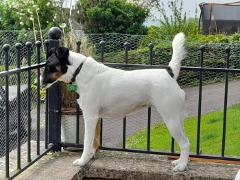 millypod1's tweet photo. 🆘11 JAN 2025 #Lost MOSS #ScanMe #Tagged
Tricolour Fox Terrier Female
Hanley Castle #Worcester #Worcestershire #WR8
https://t.co/dPlTvyPWrm https://t.co/eTU3nGkXKU