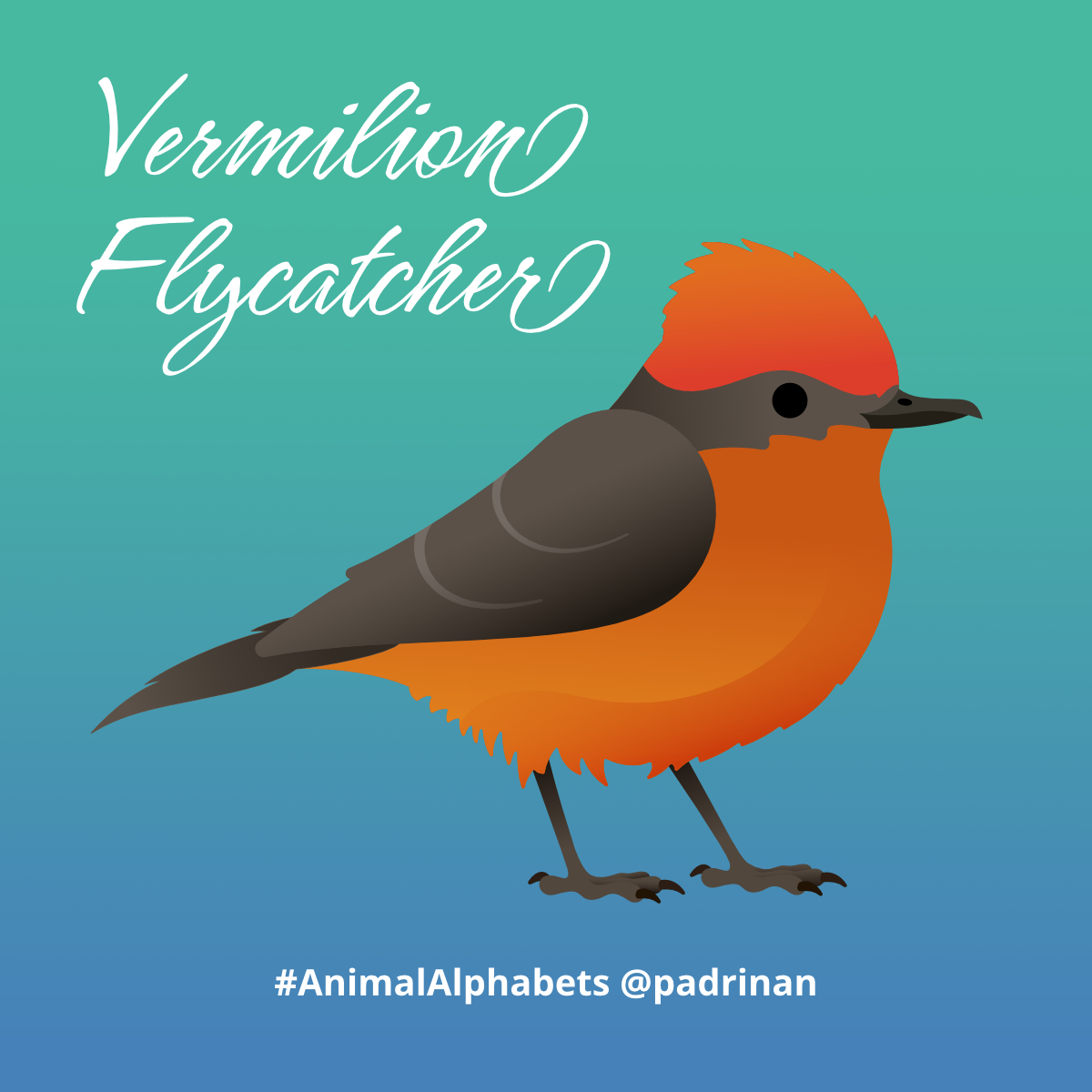 Vermillion Flycatcher. <a href="/AnimalAlphabets/">Animal Alphabets</a> #AnimalAlphabets #AnimalIllustrations #vector #vectorart #vermillionflycatcher