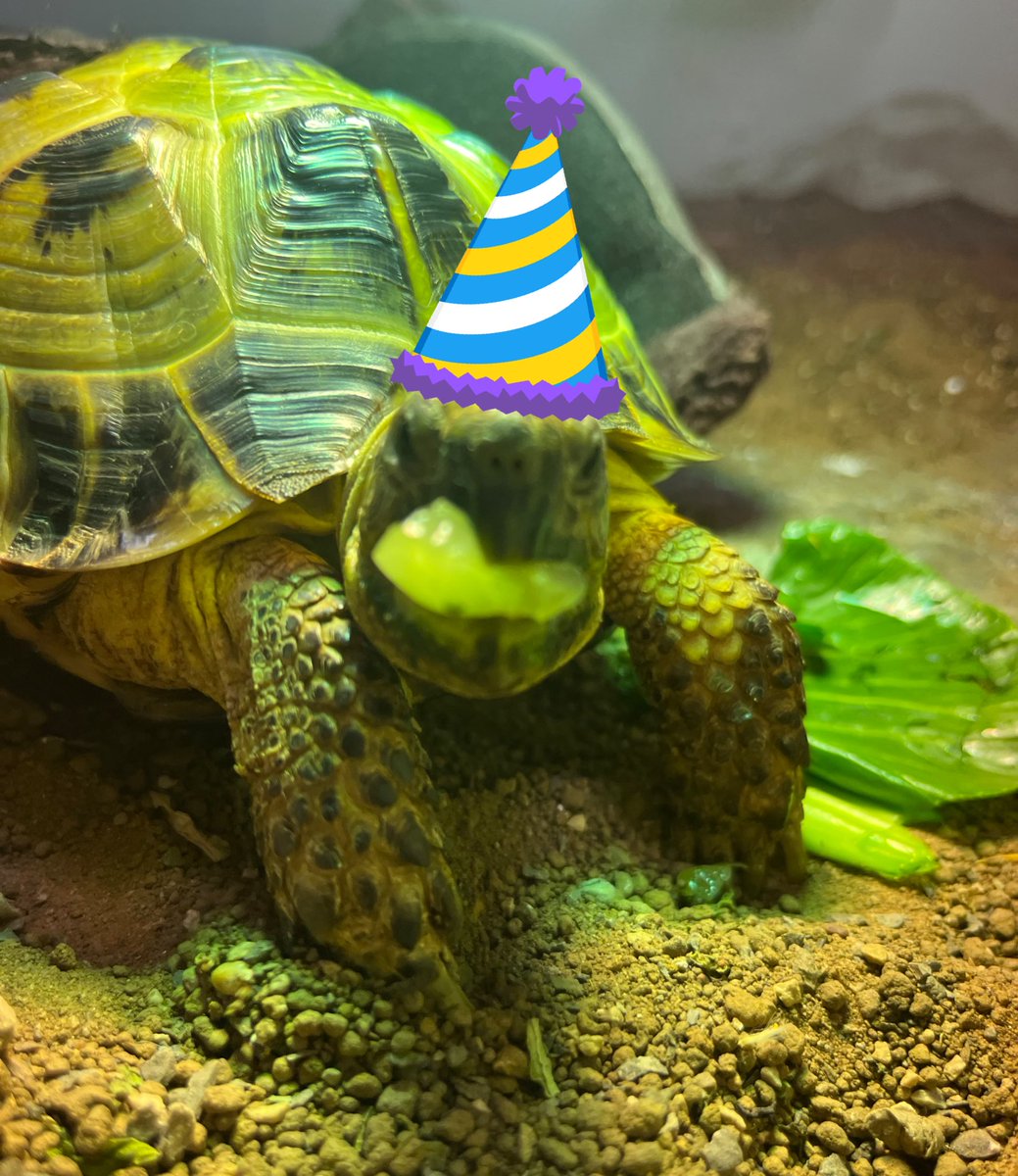 Albie the tortoise 🐢 tweet media