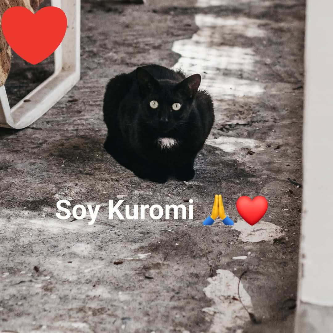 Albergue Bañaderos Gran Canaria 

KUROMI esta mucho tiempo esperando! 😞😞
Es una gatita adulta y su único deseo es una familia o persona que la quiere para siempre.
#adopta 
#grancanaria 

SI QUIERES CONOCER O ADOPTAR, PINCHA EL ENLACE Y PIDE CITA 👇 

albergueanimalesgrancanaria.com/Nuestros-Anima…