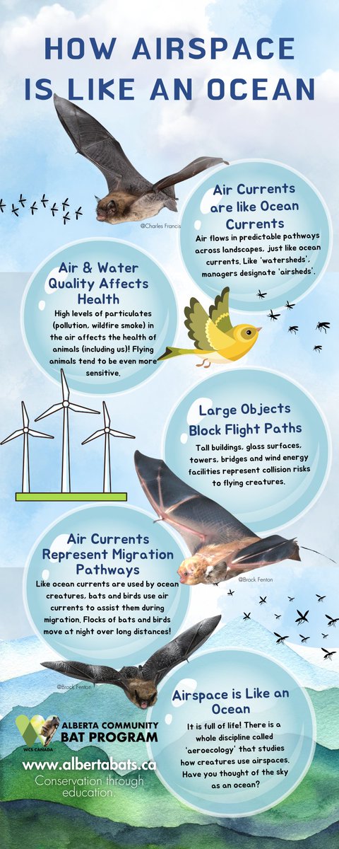#Infographic! Have you thought of the skies being like an ocean? The study of airspaces is called "aeroecology". Bats, birds, &amp;insects use windcurrents for large scale migration pathways. Lots going on up there! We don't think of conservation of "airspace" (but maybe we should)