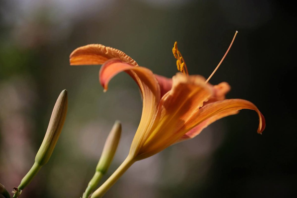 PahaadiVibes's tweet photo. Alphabet Challenge.
#WeekBforB
B for Bokeh
#theme_pic_India_Bokeh
#theme_pic_India_flowers https://t.co/zl9AhwzL2g