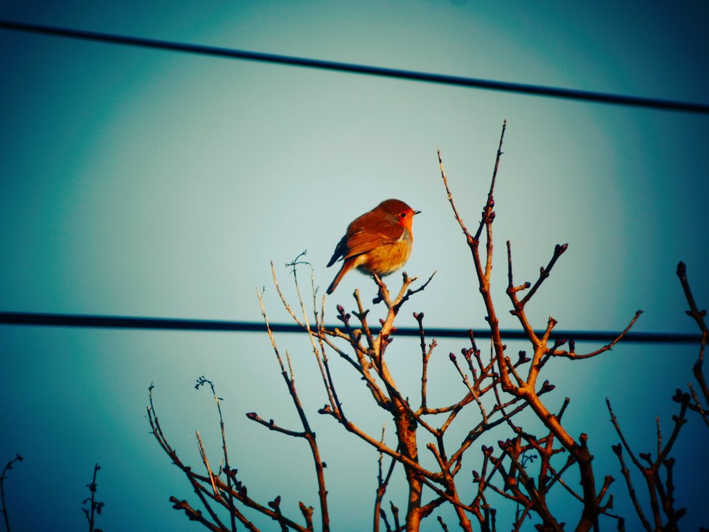 After extensive research* the greediest and bossiest birds of the urban garden have been revealed! 

*looking out my window a few times 😜

#birdwatching #BirdsOfTwitter
