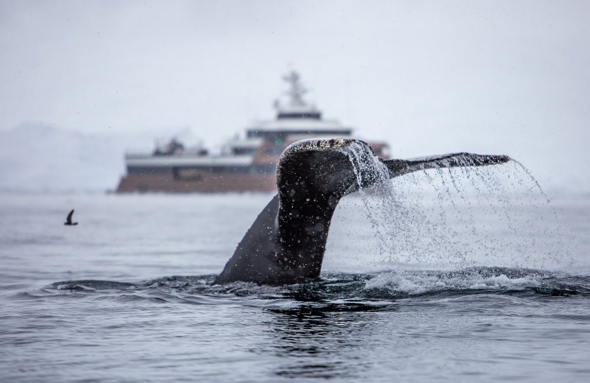 EYOS Expeditions tweet media