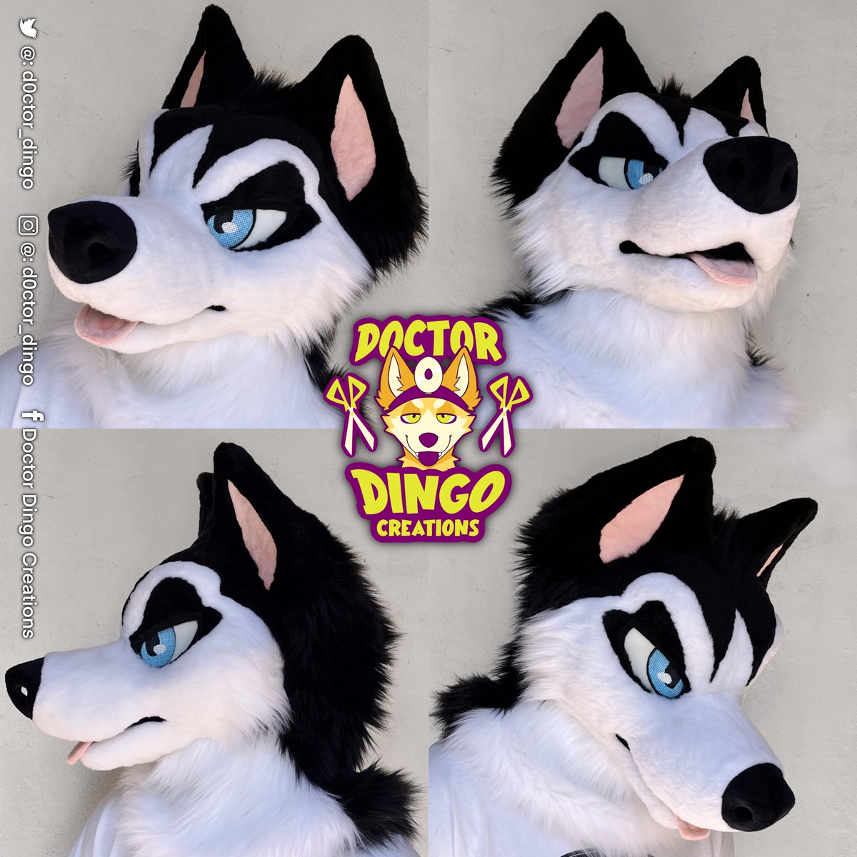 D0ctor_Dingo's tweet image. Handsome husky we made in December 🐾