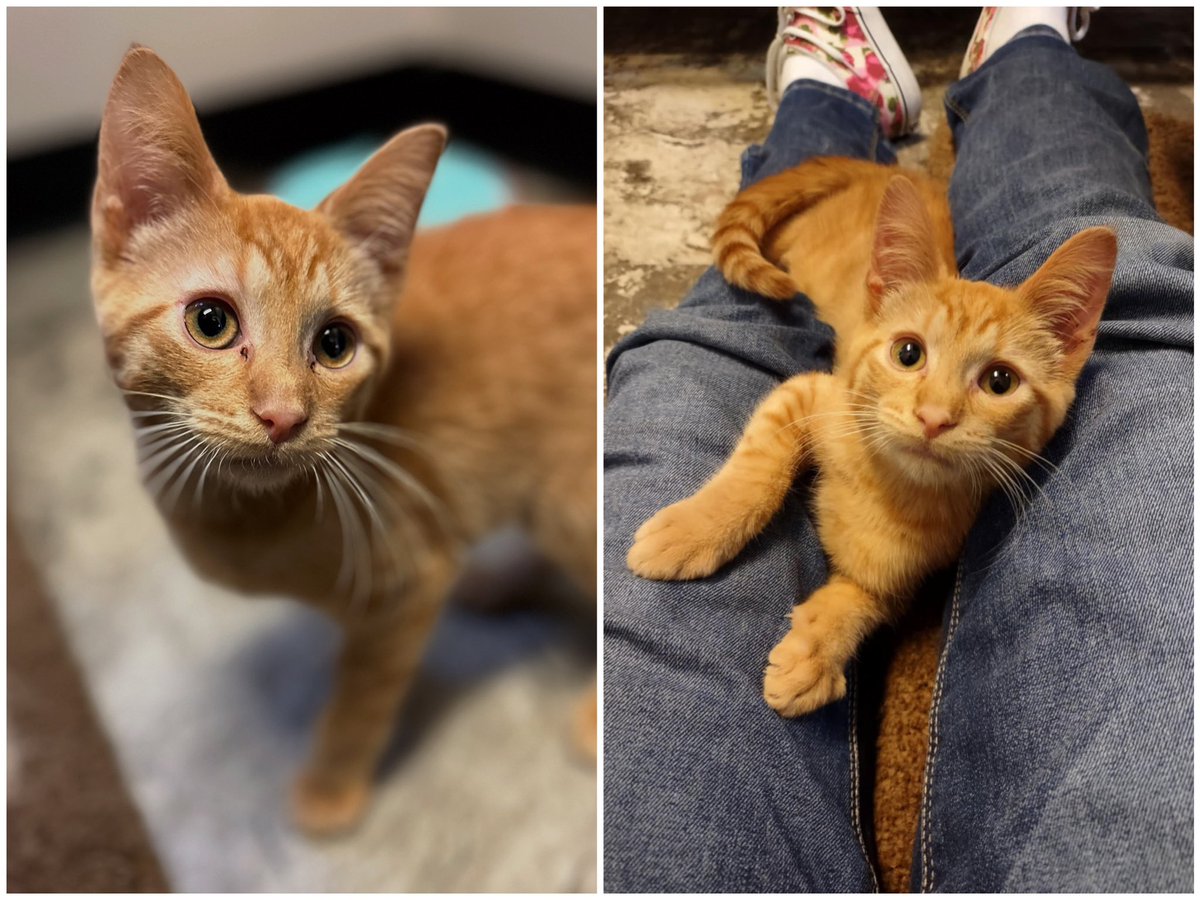 ca_taskforce's tweet photo. In from the barn &amp; off to his bright future! This little fella was found on a rural property, hanging out with piglets in a barn! 🐷

Thanks to his finder’s compassion, his journey now includes a stop with CATF &amp; now @AARCS_Canada for rehoming! 

#StrayKitten #Compassion https://t.co/Ya0q7z6Apa