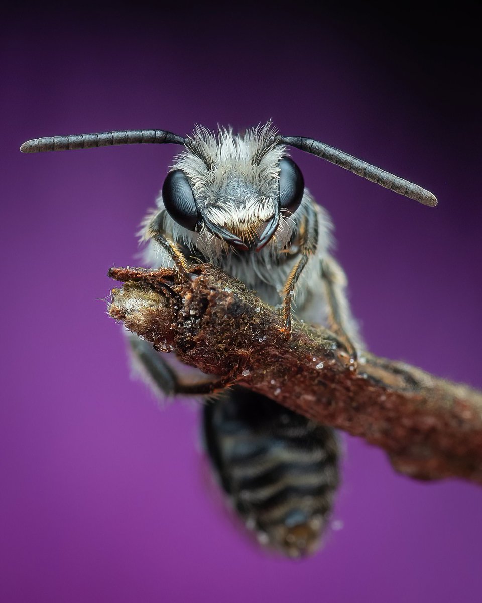 Wee bee 🐝 

Single image 

OMD-EM1 mark 2 60mm 

#bees #bee #honey #savethebees #beekeeping #nature #honeybees #beesofinstagram  #honeybee #flowers #beekeepers #pollinators  #apiary #honeycomb #naturephotography #insects #macro #beeswax #pollen #apiculture #rawhoney