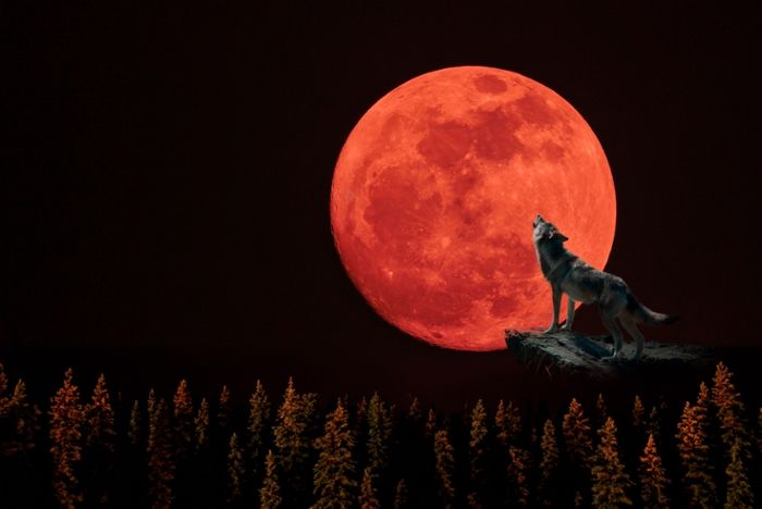 GoldrauschEntS's tweet photo. Nächster #Vollmond: Montag, dem 13. Januar 2025, 23:27 Uhr MEZ.
Als #Wolfsmond bezeichnet man den ersten Vollmond des Jahres

Next full #moon: Monday, January 13, 2025, 5:27 p.m. EST. The Wolf Moon is the first full #moon of the year🌕

#FullMoon #WolfMoon #IceMoon #OldMoon #Mond https://t.co/cjIqAKHW9N