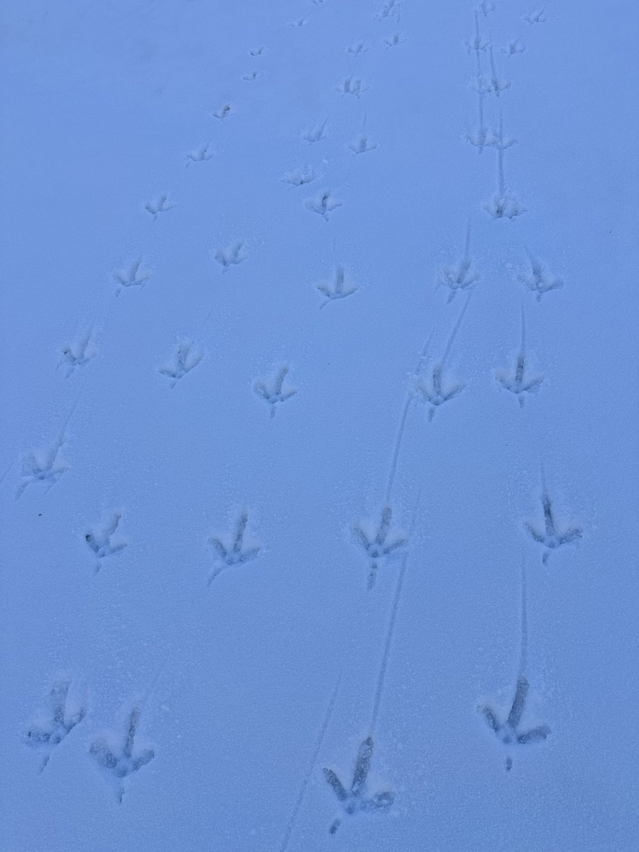 WarriorsPathGC tweet media