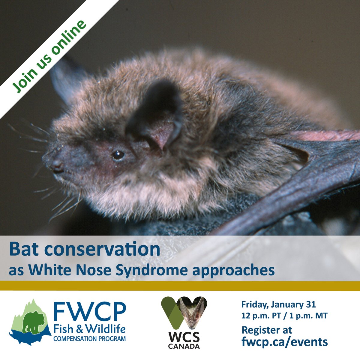 #WEBINAR!
"Bat conservation as White Nose Syndrome approaches"
Friday, January 31, 2025

12 p.m. PT / 1 p.m. MT
Bats in B.C. face unprecedented threats from White Nose Syndrome, which can wipe out entire colonies if introduced. Free!

fwcp.ca/events/