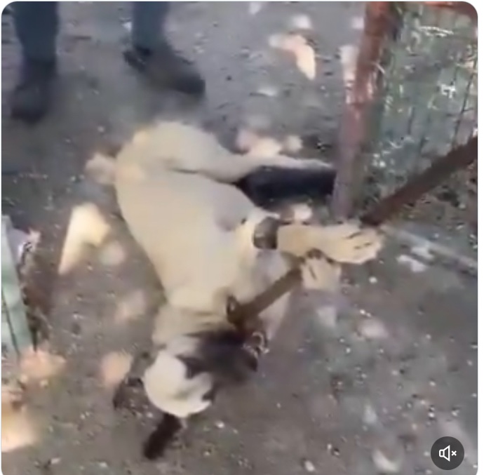 Yaşam Hakkı Savunucuları olarak
Soruyoruz;
<a href="/AvOrhanKIRCALI/">Av. Orhan KIRCALI 🇹🇷</a> <a href="/pervintuba/">M P Tuba DURGUT</a> <a href="/TBMM/">Amadeus</a> <a href="/AYMBASKANLIGI/">Anayasa Mahkemesi</a>  
#AymYasayıİptalEt 
#Reddediyorum