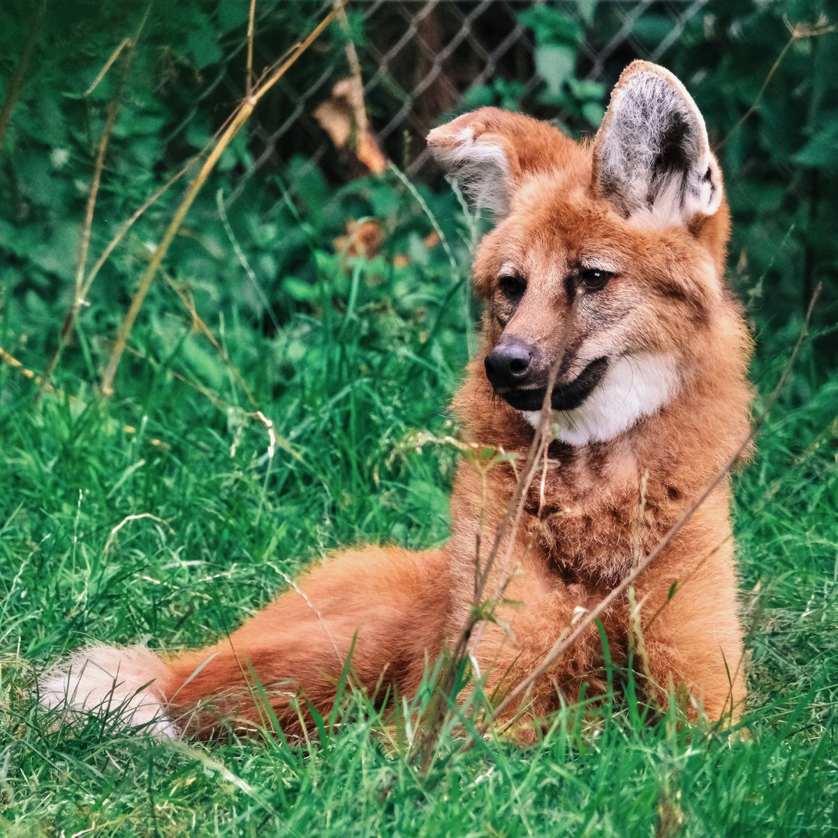 When someone disturbs your Monday evening nap... 👀

We love the shy (and somewhat elusive) maned wolves! Despite their name, they’re neither a fox nor a wolf - they’re actually the only species in the Chrysocyon genus. 🐺

#ManedWolf #BanhamZoo #Wildlife
