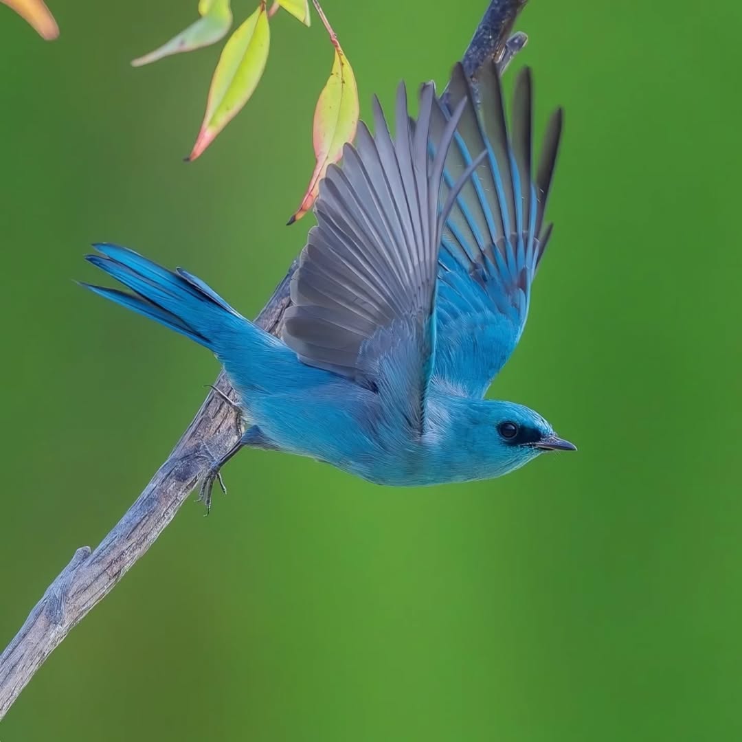 Liberta Cherguia 🇪🇺 tweet media