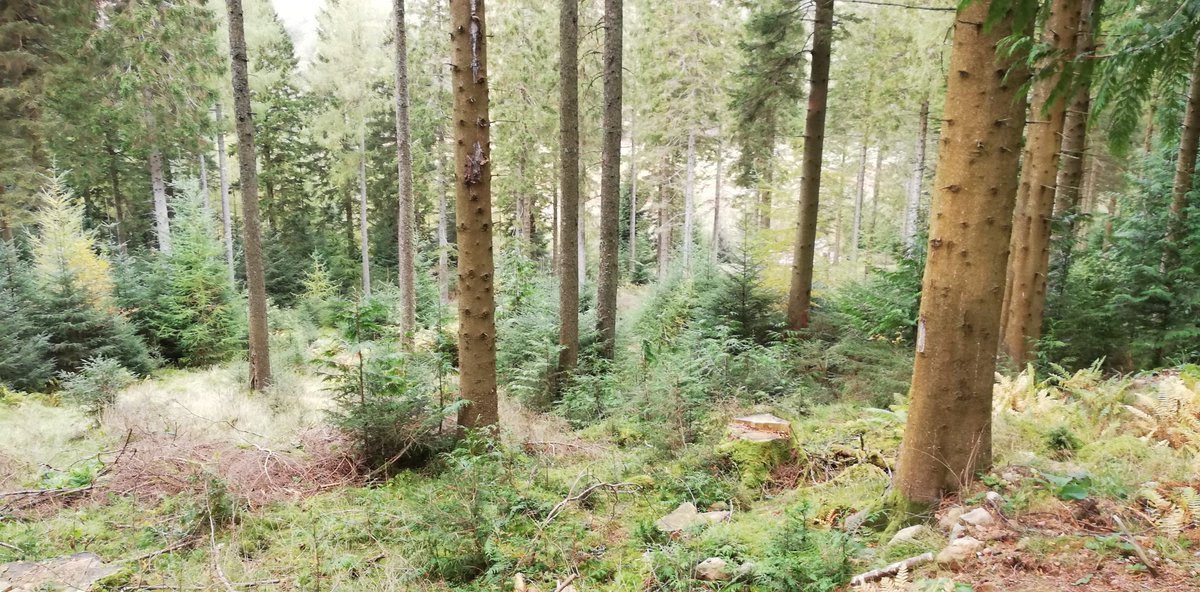Just out in the Royal Forestry Society's Quarterly Journal of Forestry, my article on Regenerative Forestry. It is aimed as a complement to regenerative agriculture, producing not only timber but also benefits for nature, climate and people.
livingwithtrees.co.uk/regenerative-f…
