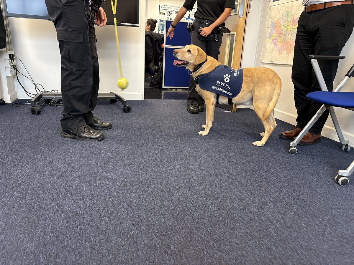 @BluepawWB (@bluepawwb) on Twitter photo Blue Paw had a great session <a href="/BTP/">British Transport Police</a> Finsbury Park today, providing support to the officers with BTP Wellbeing Team. The presence of Holly being a comforting addition to the discussions on trauma, creating a relaxed atmosphere for those involved. <a href="/CotswoldLadyB/">Countess Bathurst</a> Blue Paw had a great session <a href="/BTP/">British Transport Police</a> Finsbury Park today, providing support to the officers with BTP Wellbeing Team. The presence of Holly being a comforting addition to the discussions on trauma, creating a relaxed atmosphere for those involved. <a href="/CotswoldLadyB/">Countess Bathurst</a>