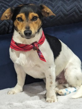 millypod1's tweet photo. 🆘11 JAN 2025 #Lost TOUGH GUY #ScanMe #Tagged Tri Colour Jack Russell Terrier Male
Riverside Park in #Glenrothes #Scotland #KY7 https://t.co/wOXIH9YkJE https://t.co/kyH3nb34qY