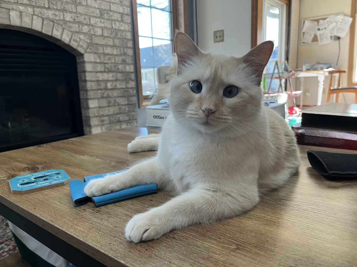 RoyalPeachCat's tweet photo. This is my emotional support can koozie https://t.co/zF9dkAro22
