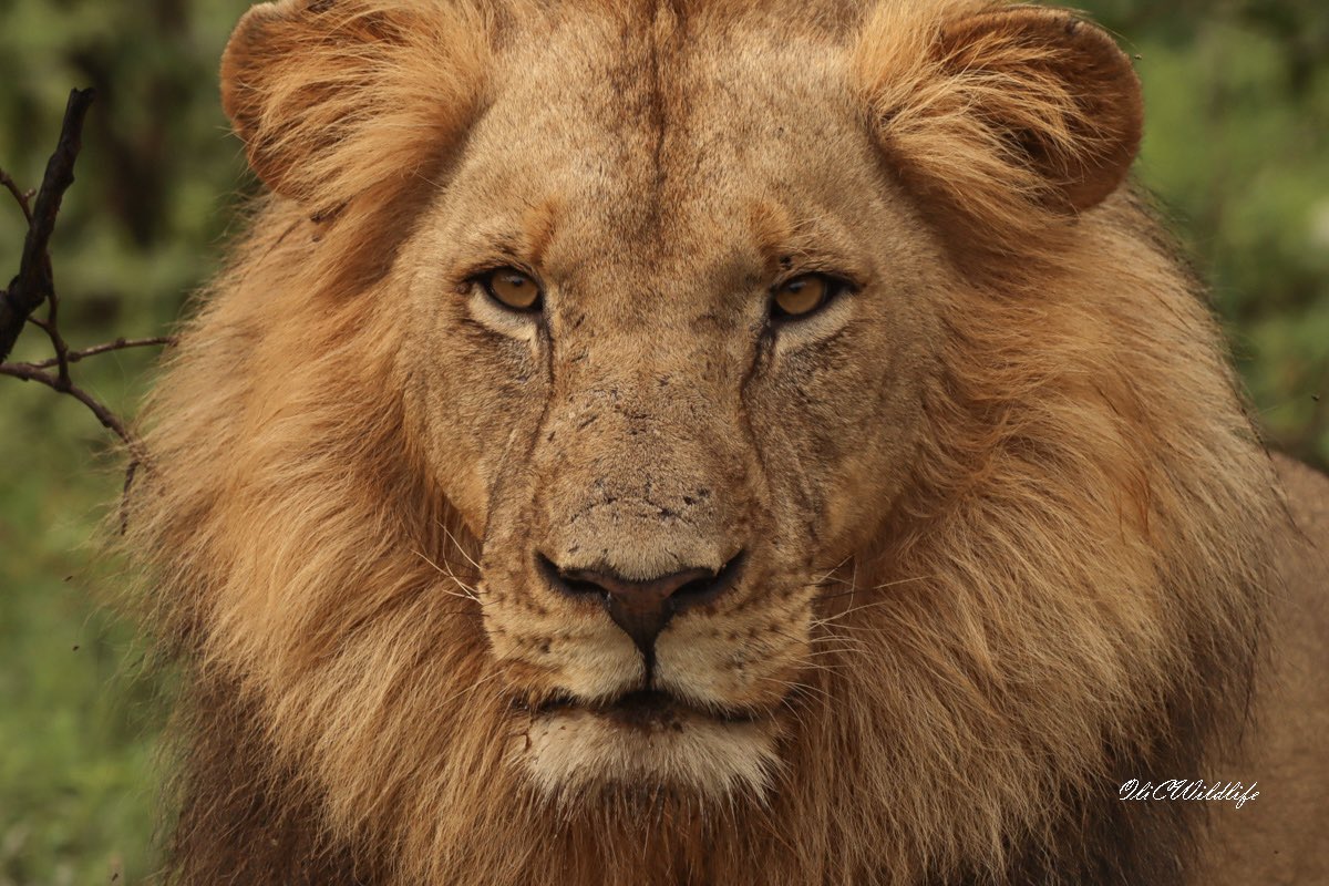 OliCWildlife's tweet photo. What a stare! @CampGaronga @BushwiseSA #lion #safari #southafrica #garonga https://t.co/iNx5KvMN1J