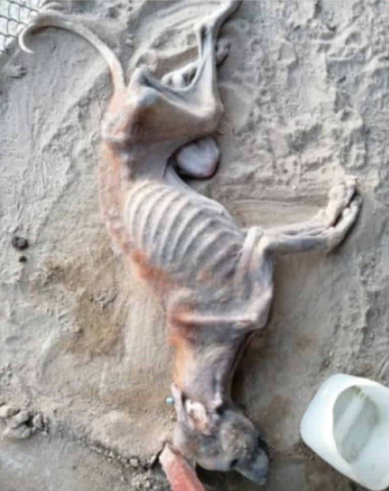 Atan bir kalp sizin için kelle sayısı mıdır? 
<a href="/AYMBASKANLIGI/">Anayasa Mahkemesi</a> 
<a href="/PerihanKoca/">Perihan Koca</a> 
<a href="/TBMMGenelKurulu/">TBMM Genel Kurulu</a> 
#AymYasayıİptalEt 
#AdaletÇağrısı