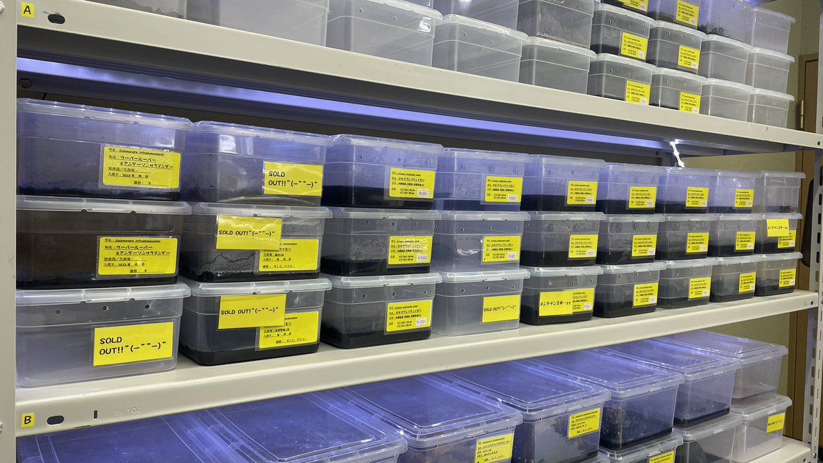 沖縄シリケンイモリ完売しました。
次回入荷は1月18日予定となります。