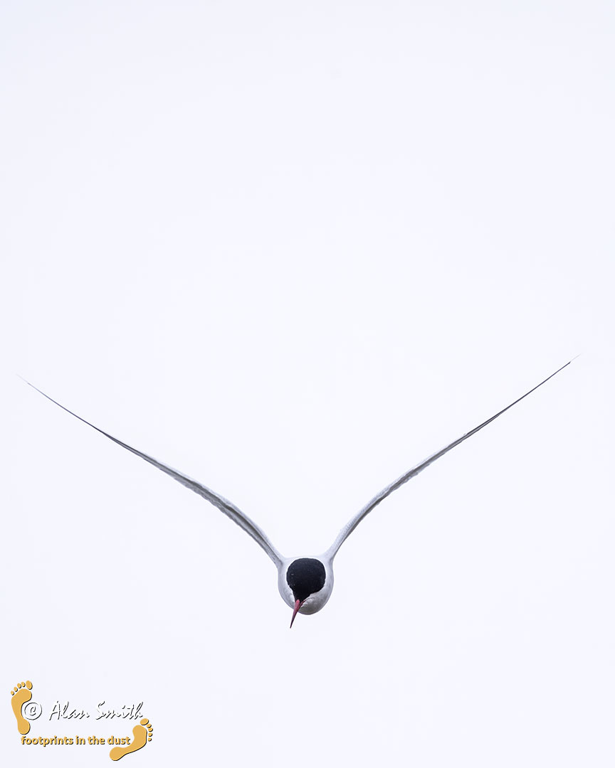 DustyFootprints's tweet photo. V-tern

A photo from my minimalist phase - taken in Iceland in 2023 https://t.co/Z7wDsRlgSZ