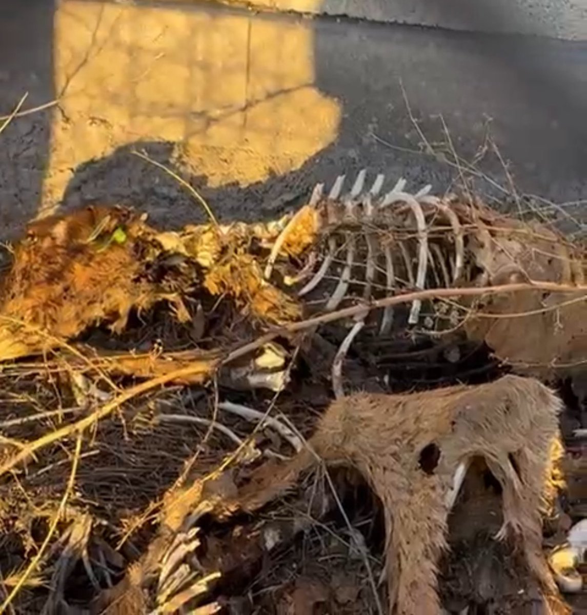 Şiddetin en acımasızı önce sessizlere, masumlara uygulanıyor. Kimse bizden gerçeklere gözümüzü kapatmamızı İSTEMESİN! 
<a href="/AYMBASKANLIGI/">Anayasa Mahkemesi</a>  
<a href="/MufitAydin16/">Muhammet Müfit Aydın</a> <a href="/TBMMGenelKurulu/">TBMM Genel Kurulu</a> 
#AymYasayıİptalEt 
#Direnç