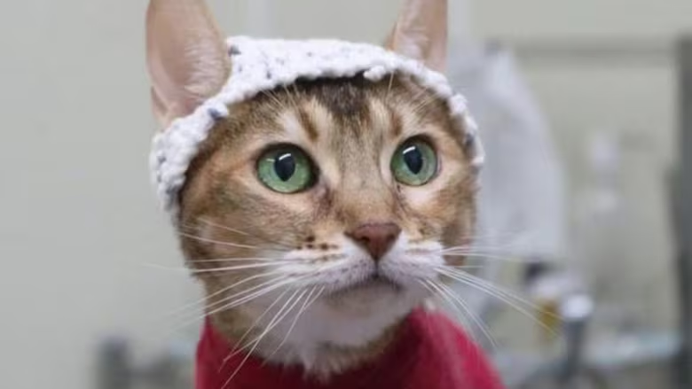 📻🐱🧠
Listen to Aude Castel from <a href="/UMontreal/">Université de Montréal</a> explain how little crocheted cat hats are helping her and her team study cat brains and their chronic pain, leading to better bonds with their human.

This research was funded in part by #NSERC.

▶️ tinyurl.com/293evp5x