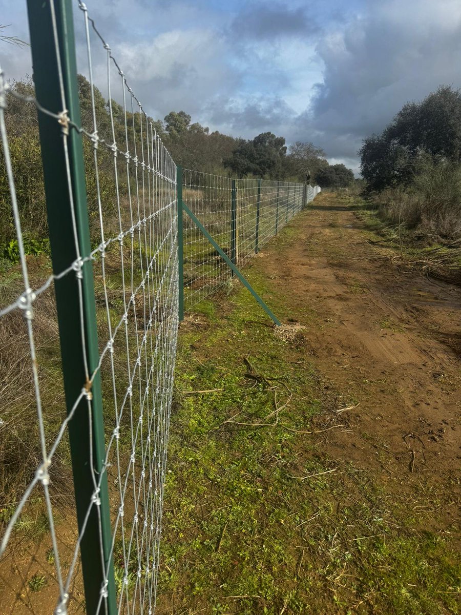AlambradasR's tweet photo. 📍CARRASCALEJO📍

👉Para arrancar la semana, os dejamos con estas imágenes de nuestra instalación en Carrascalejo.
⚒1.200 metros de alambrada ganadera de nudo Titán de 1,50 m. de altura con los cuadros de 15×15 y ángulos de 50-5 y postes de tensión T de 60.
Seguimos trabajando https://t.co/IU6xyc0Ckt
