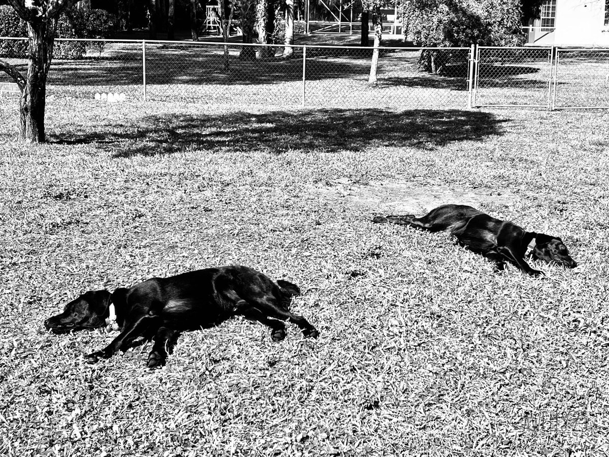beachtv's tweet photo. #DogDayAfternoon #WalterAndWaylon #LabLife #LabZilla https://t.co/vBxob8iKHR