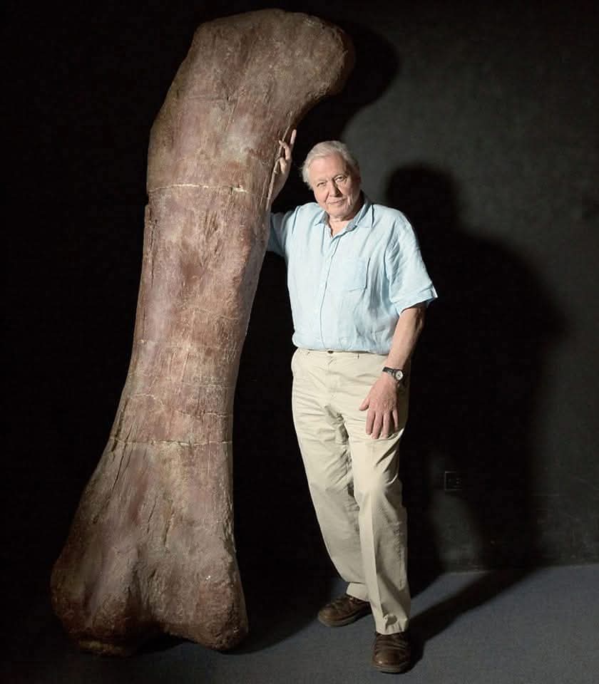 Dr_TheHistories's tweet photo. David Attenborough standing next to the cast of a dinosaur femur (thigh bone) that belonged to a species of sauropod, Patagotitan mayorum. It measures 2.4 metres (almost 8 ft). The original fossil was discovered in southern Argentina alongside others belonging to several individuals. By examining ash deposits in rock layers around the fossils, scientists dated them to 101.6 million years old (Cretaceous Period).

The animal was thought to have been 37 metres (121 feet) long and weigh over 70 tonnes, but this was later reduced to 31 metres (101 feet) and 57 tonnes.

📷© BBC

#drthehistories