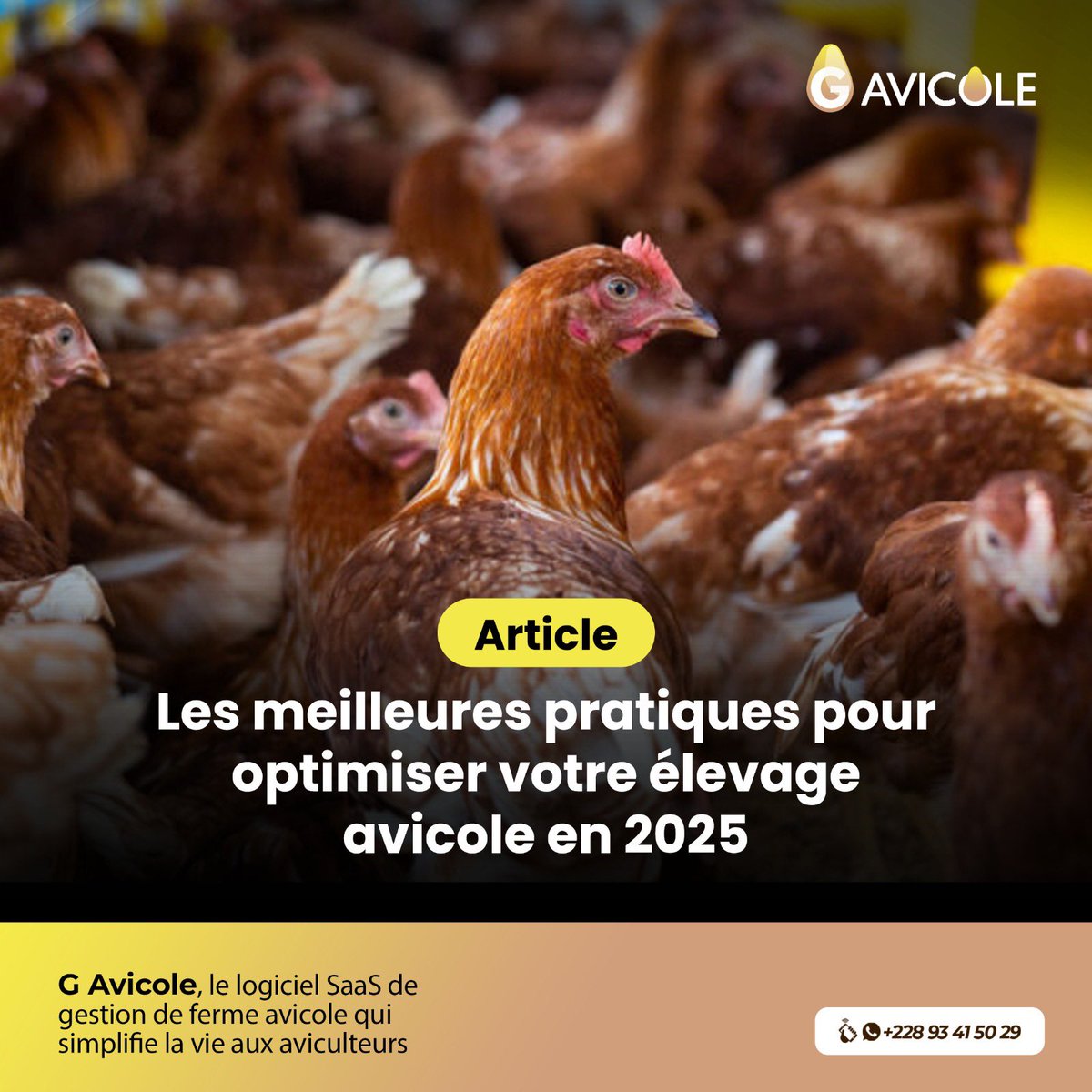 G Avicole tweet media