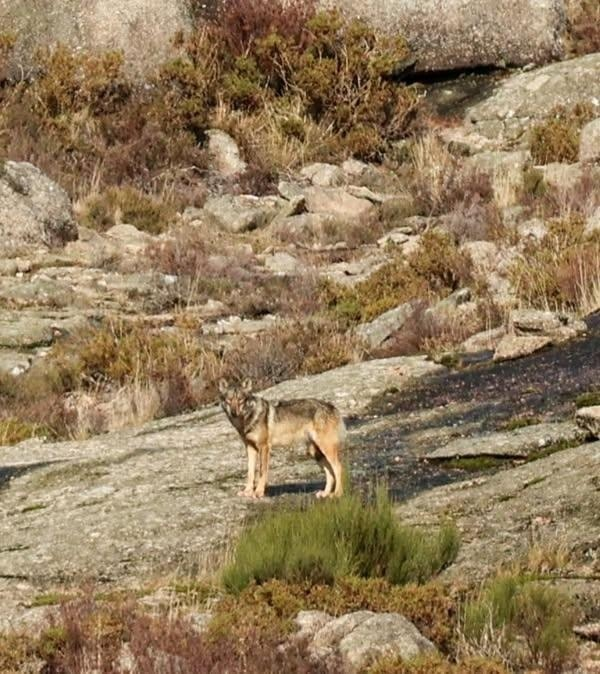 🐺⛰️Na Serra do #Xurés.

📸Cris (@xures44), 11/1/2025

#Ourense #Natureza
