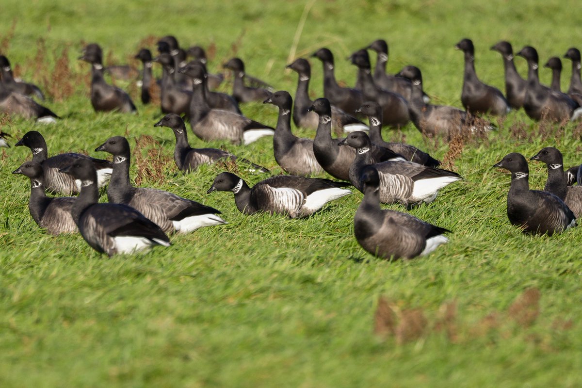 DeVisdief's tweet photo. Op zoek naar vogels in de buurt van de Plompe Toren en vooral op zoek naar de zeldzame zwarte rotgans die daar tussen gewone rotganzen naar voedsel zoekt: https://t.co/ACzGtRKy4u #rotgans #burghsluis #vogelskijken https://t.co/yg2vmcPV8G