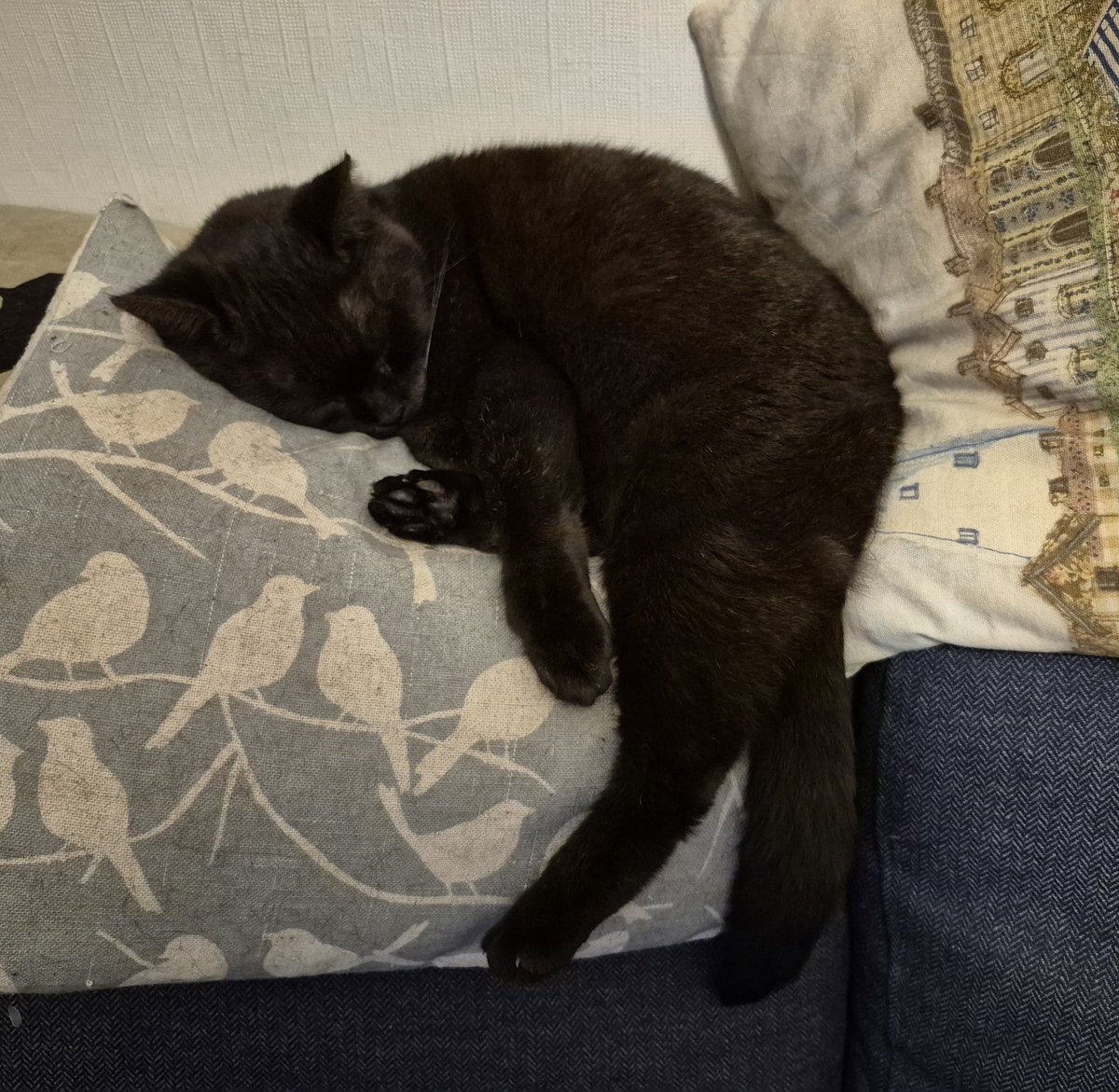 houdini_cat's tweet photo. Monday night nap #keepalegoutcrew https://t.co/pirTZldCQ7
