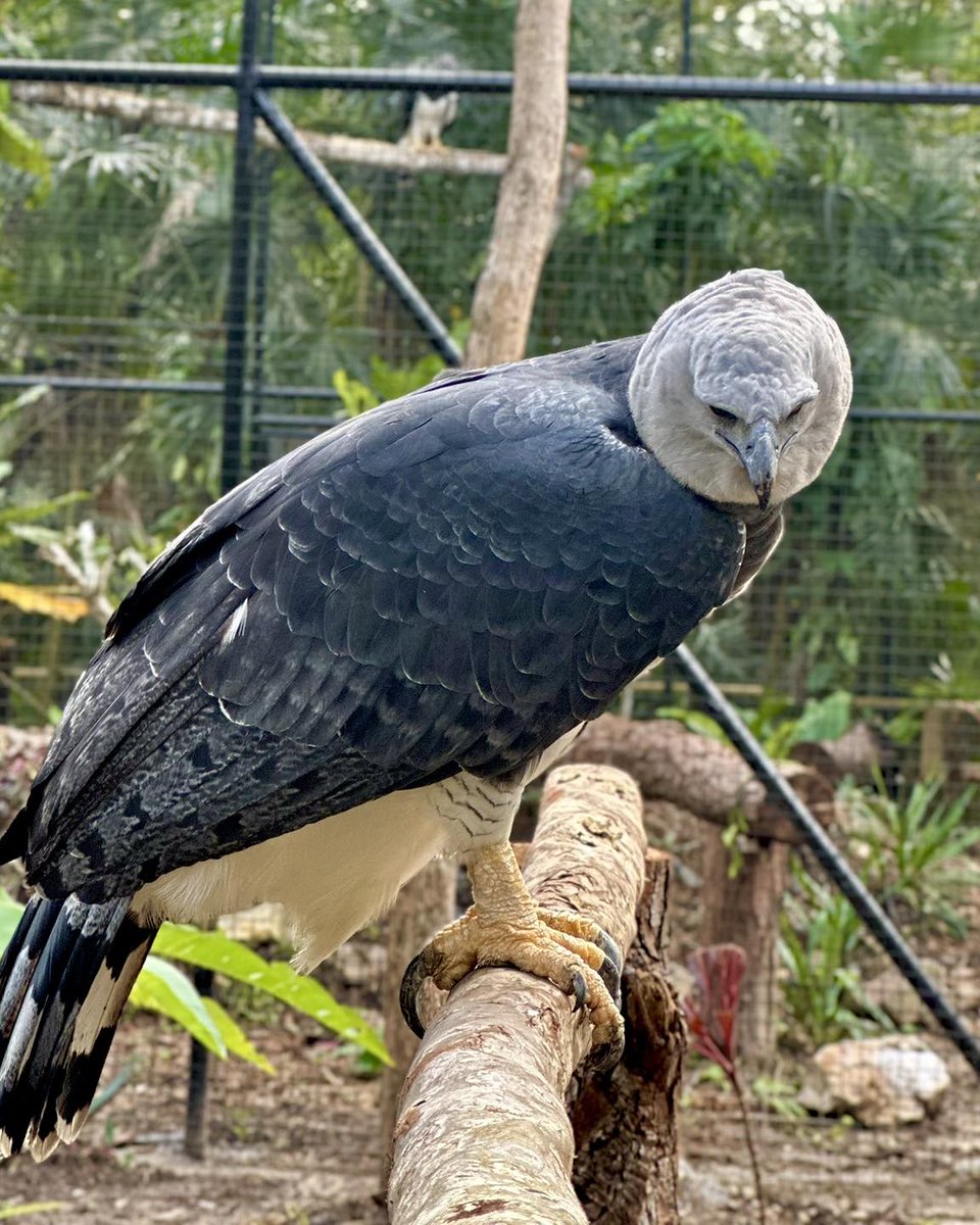 ZooBelize's tweet photo. Happy Monday from Da Queen! Have you had the chance to check out this stunning girl in her newly upgraded habitat yet?
#belize #belizezoo #bestlittlezoointheworld #animalsofbelize #nativewildlife #belizewildlife #zoosandaquariums #animalencounters #belizevacation #travelbelize https://t.co/mv4n2TKY5d