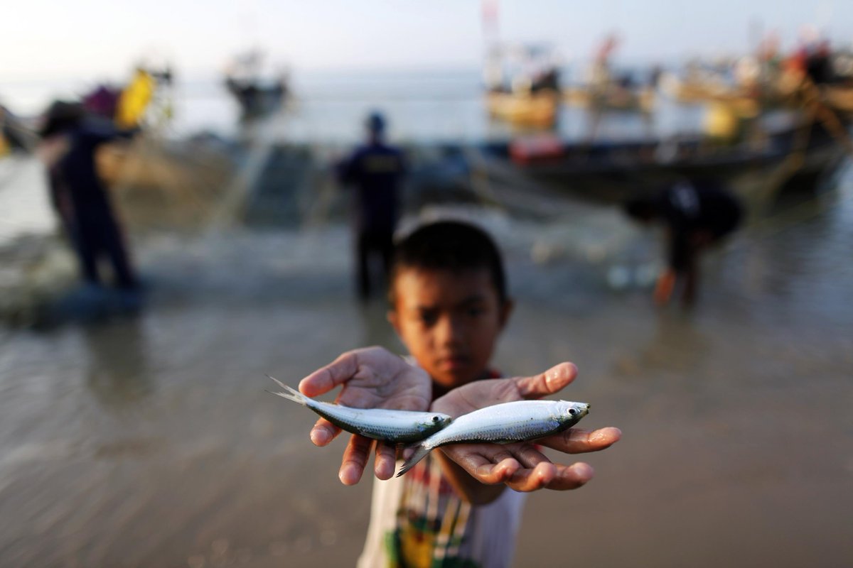 🌍  Ahead of the #N4GParis in March, <a href="/CGIARnutrition/">CGIAR Nutrition</a> urges leaders &amp; policymakers to prioritize the integration of Indigenous small fish into national food systems pathways.

Learn more: on.cgiar.org/40u2vzX

#N4G <a href="/nutritionwin/">Nutrition for Growth</a>