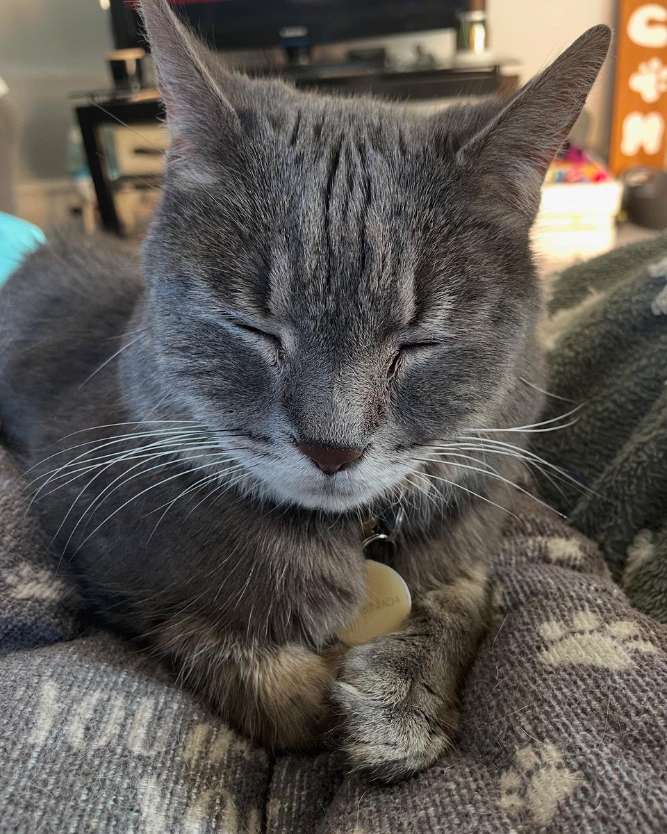 DeiselPepSkip's tweet image. Happy 14th birthday to Cosmo Kramer, the grumpiest member of our family. #CatsofTwittter