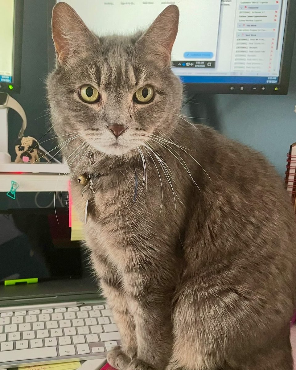 DeiselPepSkip's tweet image. Happy 14th birthday to Cosmo Kramer, the grumpiest member of our family. #CatsofTwittter