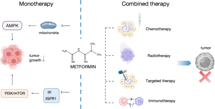 Socrates_31's tweet photo. 💥 What if an old drug could offer new hope?
The anti-cancer potential of #Metformin could be a game-changer when added to the combination, especially in hard-to-treat cancers.
✨ Affordable. Accessible. Promising.
#Cancer @metforminsol $Met
Ref: https://t.co/KKf3MCWxrX
GraphAbs https://t.co/dDbnjAowEr