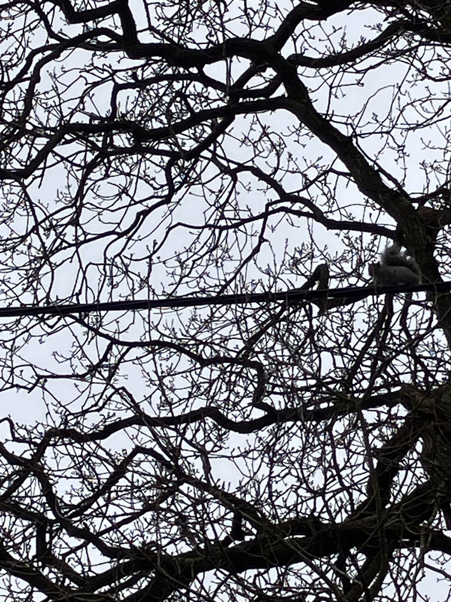 SJA_McC's tweet photo. That straight line is a telephone line and a tightrope 🐿️ 

#ILoveHolywood #DailyConstitutional https://t.co/2277MYuyw9