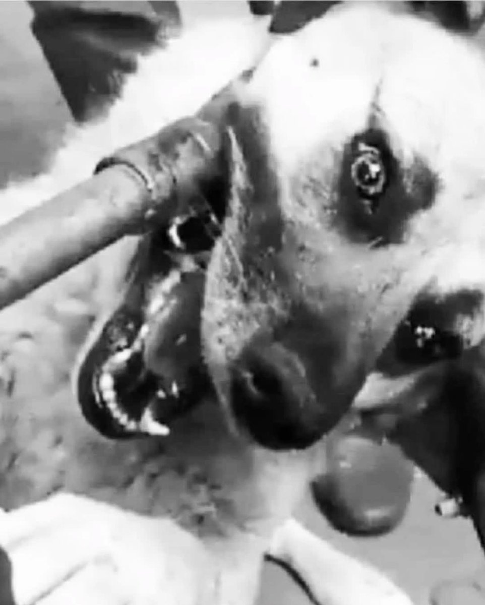 Şu gözlerdeki korkudan korkun!
Zulüm arşa dayanınca zalimi kurtaracak kimse bulamaz!
<a href="/AYMBASKANLIGI/">Anayasa Mahkemesi</a> #AymYasayıİptalEt 
#AdaletÇağrısı