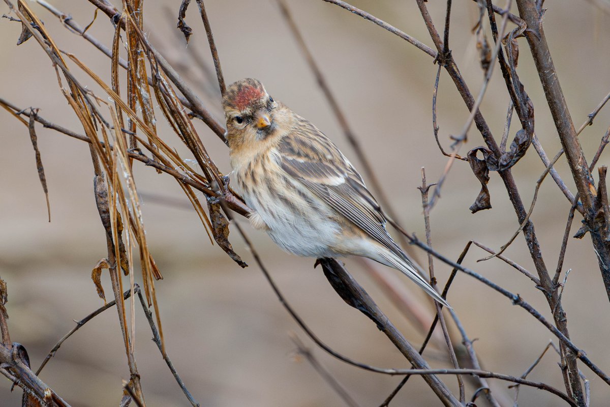 lornna_dickson's tweet photo. Lesser Redpoll ❤️ He wouldn't come to the top of the reeds, he's not daft 😂 Still cold and my fingers were freezing, but worth it! Beautiful bird ❤️ @Derbyshirebirds @DerbysWildlife #naturelovers https://t.co/ADD95CgPB4