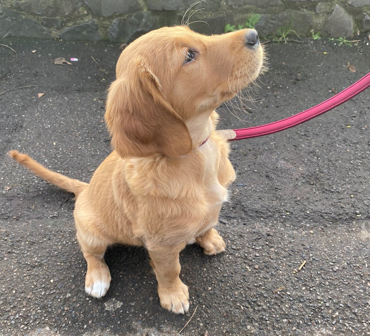 MPSChiswick's tweet photo. Riverside officers were out patrolling in areas of concern and making new furry friends along the way! ๐ถ
Please report any anti-social behaviour in your neighbourhood to either 101 non-emergency or 999 in emergency.
#moretrust #CommunityFirst #lesscrime https://t.co/oHPrQ7OUOL